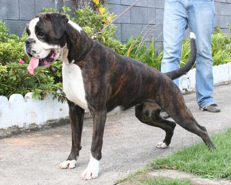 Chiara della gens clodia