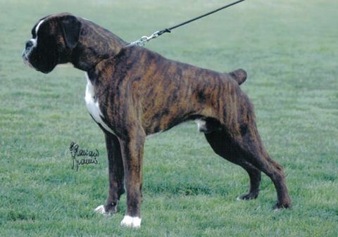 Doulcinea della gens clodia