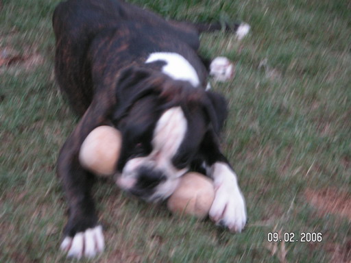 Chiara della gens clodia