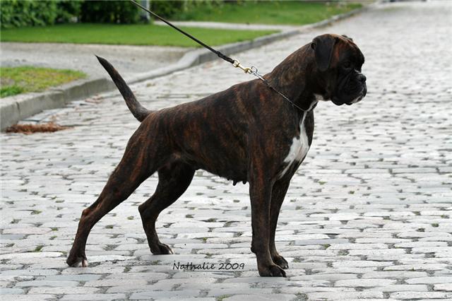 Doulcinea della gens clodia