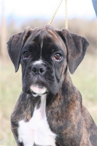 Doulcinea della gens clodia