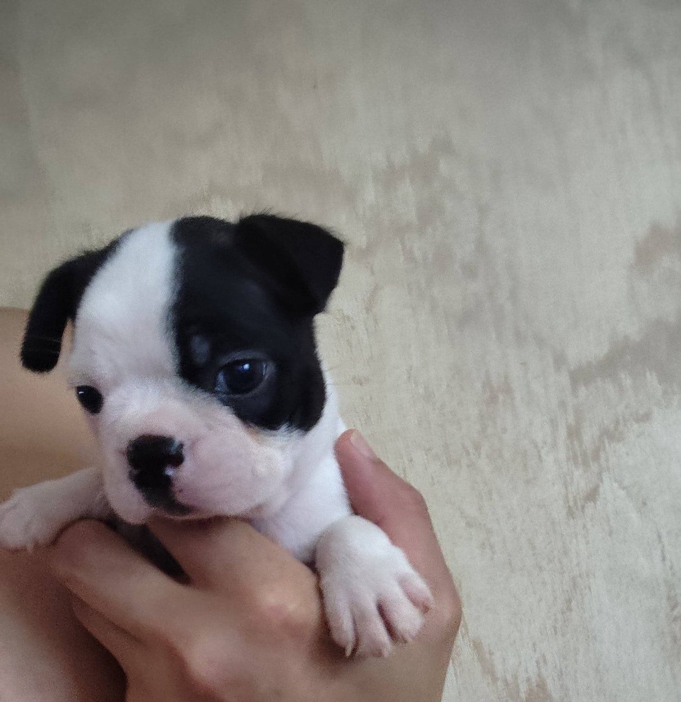 Chiot N°2 - Boston Terrier