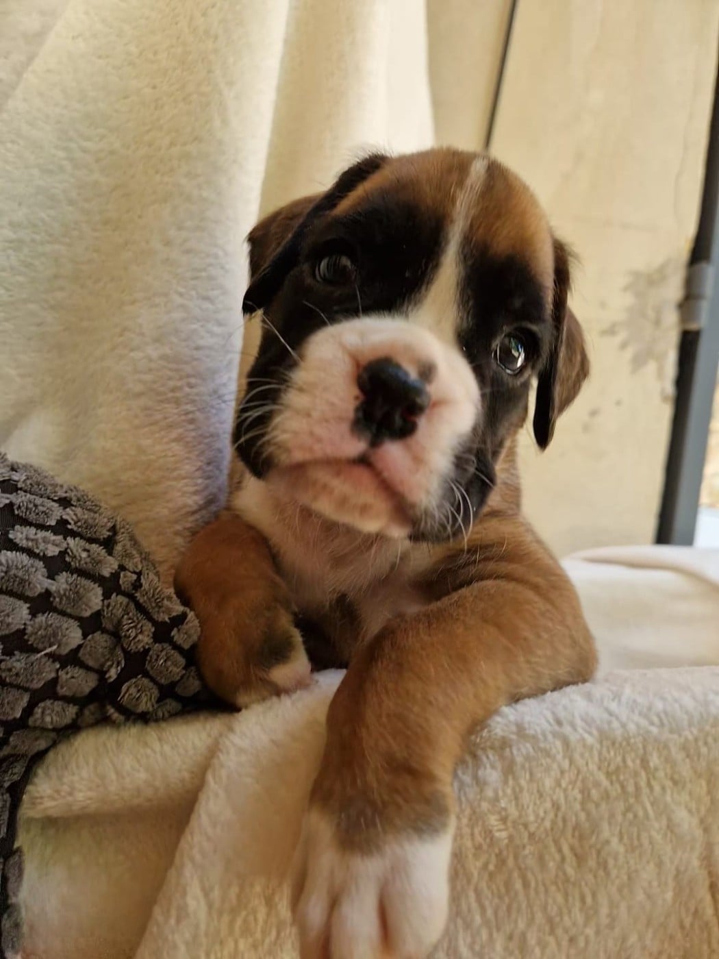 Chiot N°6