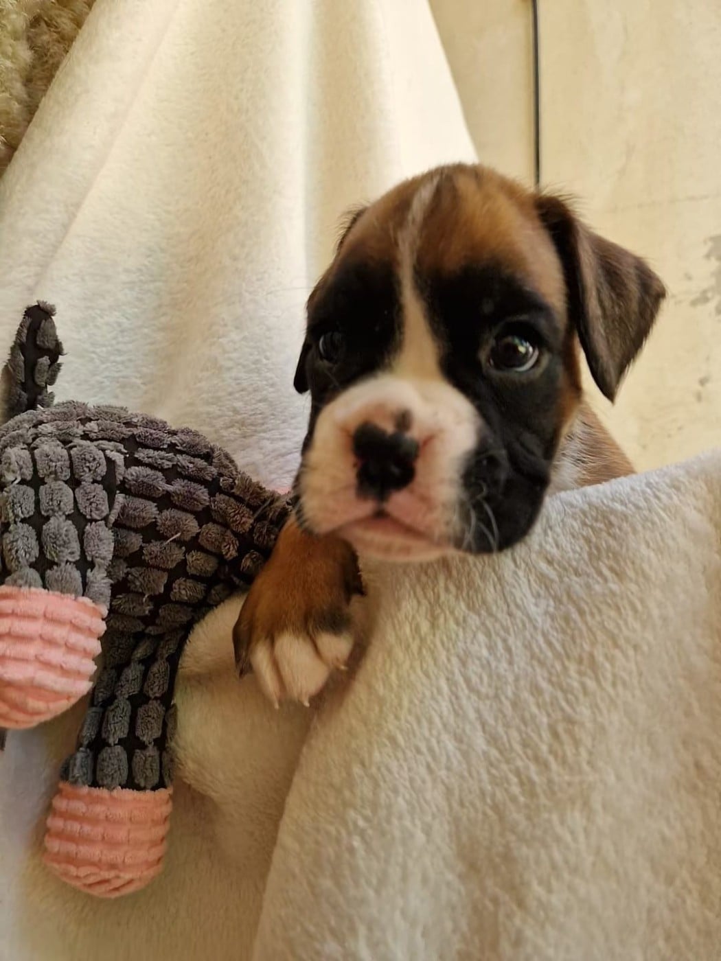 Chiot N°6