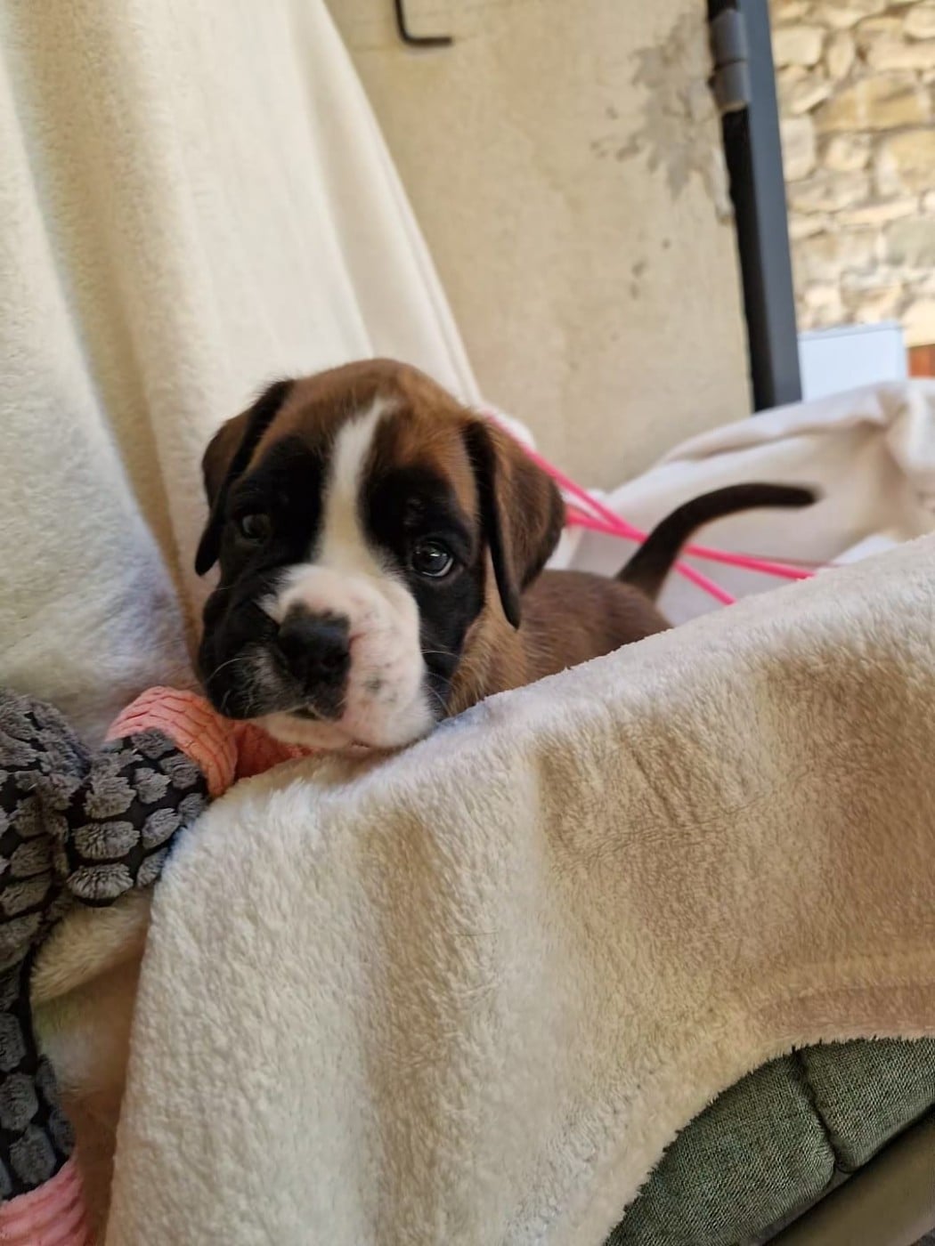 Chiot N°4