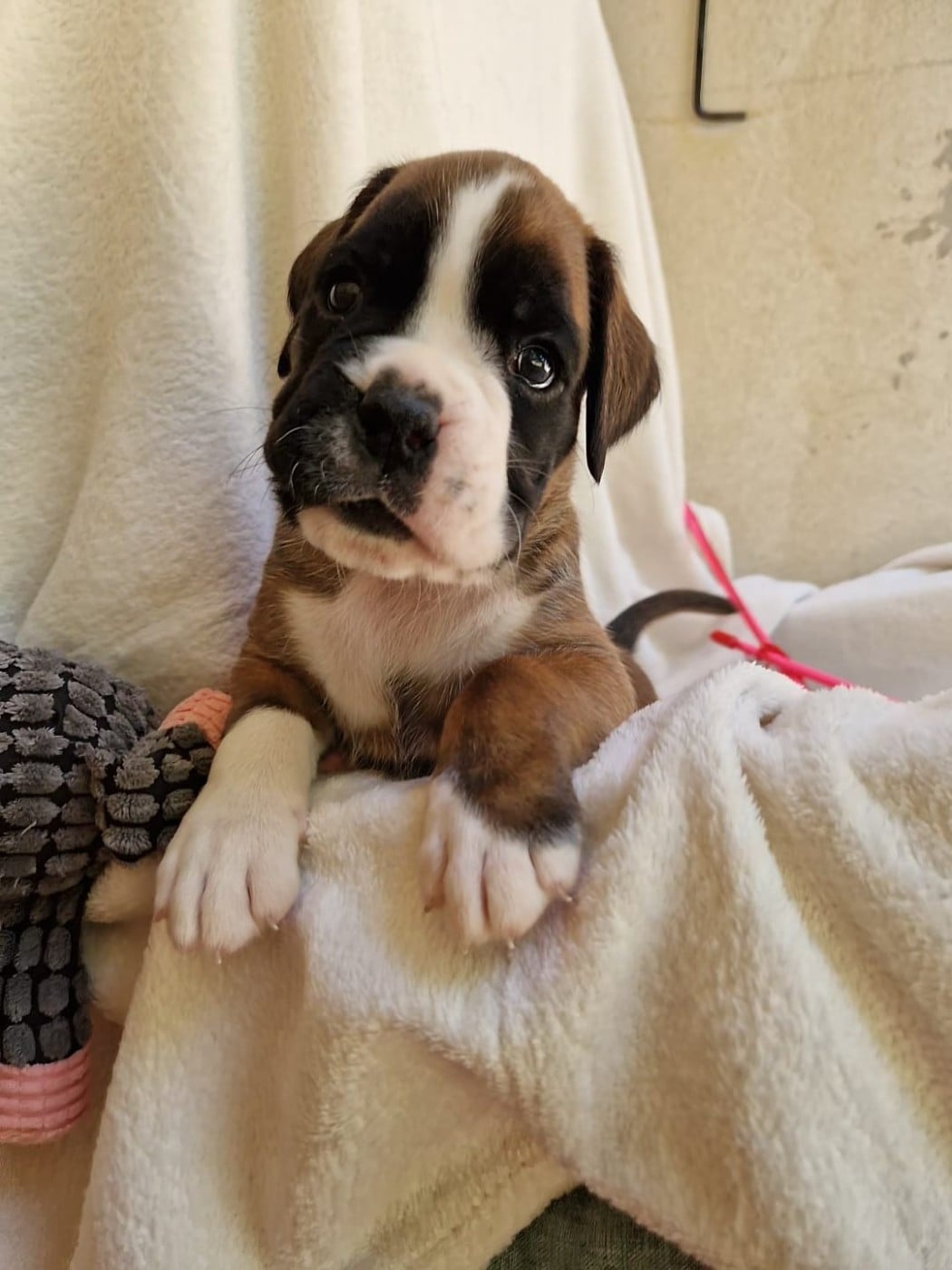 Chiot N°4