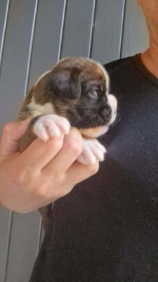 Les chiots de Boxer