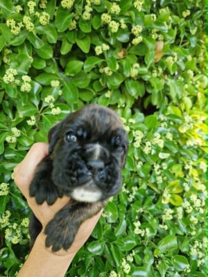 Les chiots de Boxer