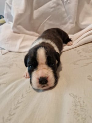 Les chiots de Boxer