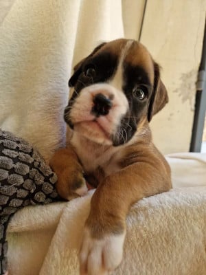 Les chiots de Boxer