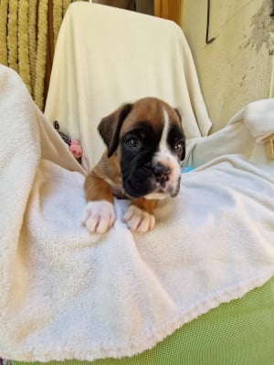 Les chiots de Boxer
