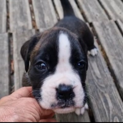 Les chiots de Boxer