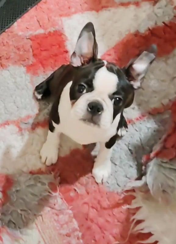 Boston Terrier - de Yu Box