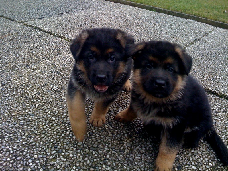 Publication : de l'Alda