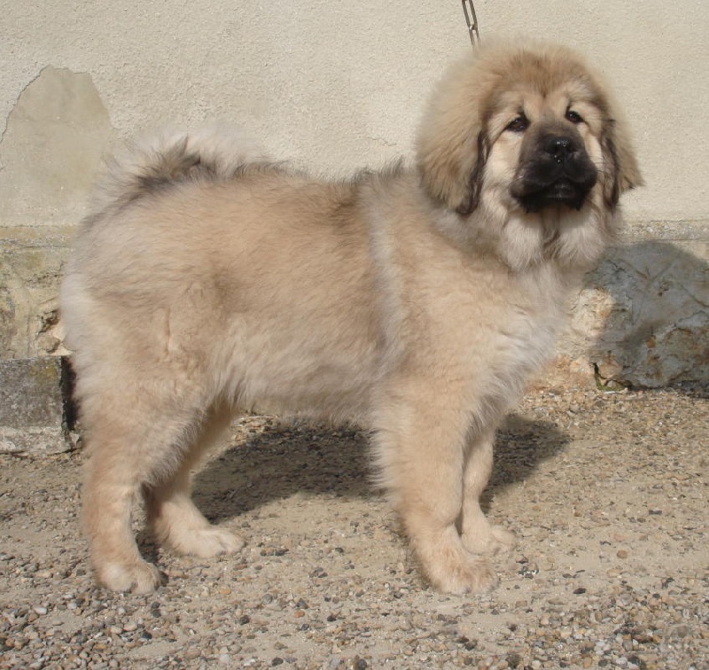 CH. C ' tseyang des Lions du Nam Tso - Tres prometteur