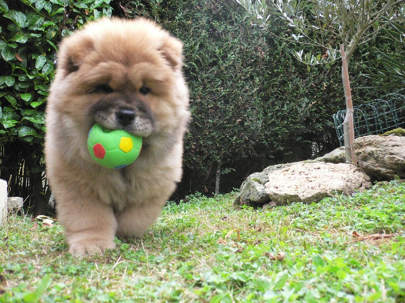 CH. F. ana - black du clos des parrots