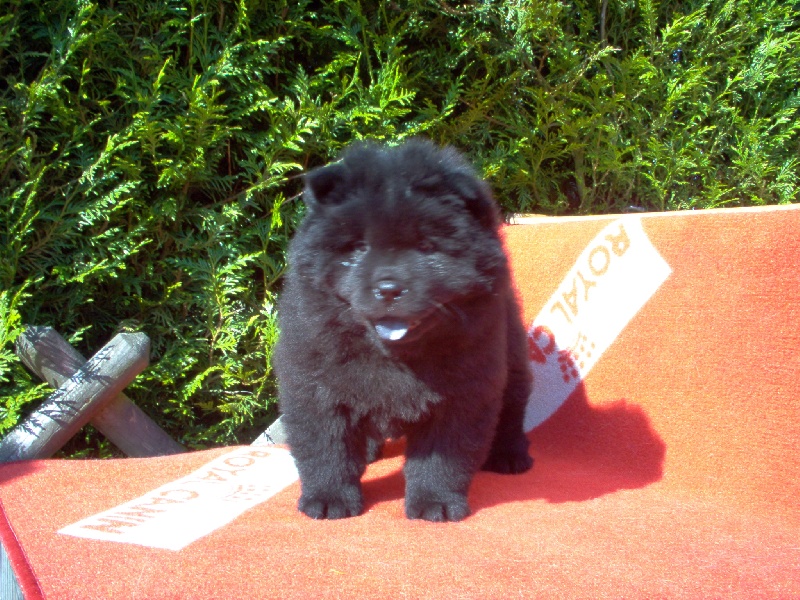 CH. F. ana - black du clos des parrots