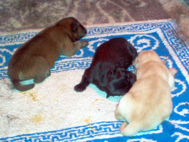 CH. F. ana - black du clos des parrots