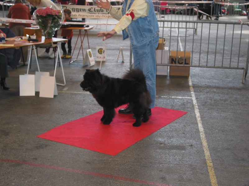 CH. F. ana - black du clos des parrots