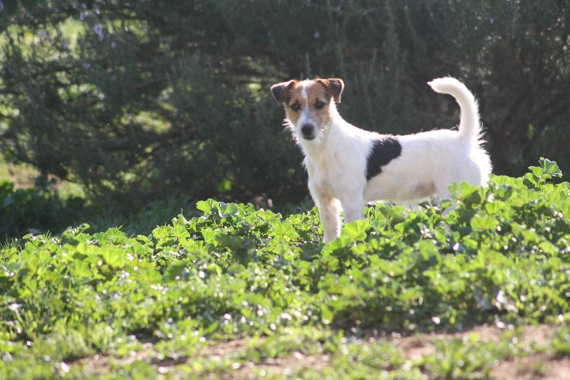 Publication : du Coeur de Caro Auteur : CG