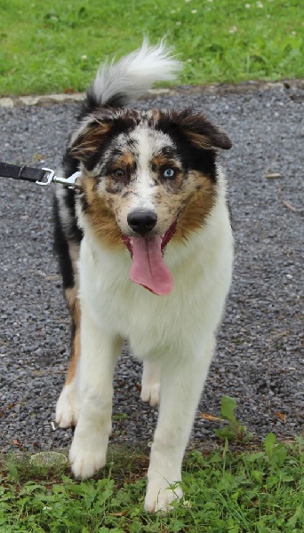 Arawak'Aussie Joey best friend