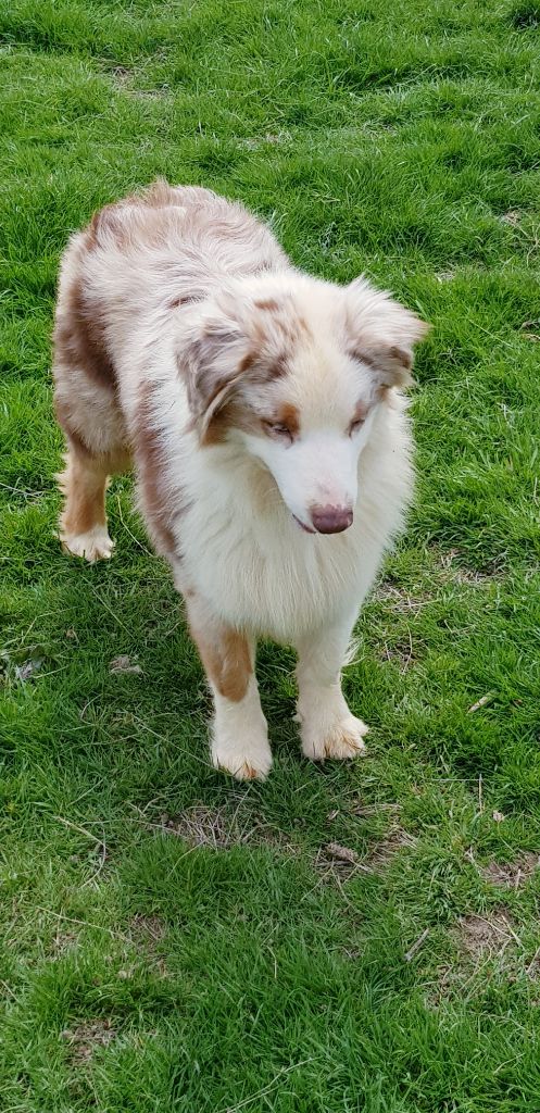 Publication : Arawak'Aussie