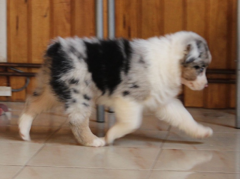 Arawak'Aussie Jive in the rock'n roll dite pouppie