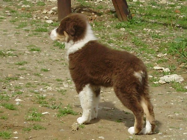 Arawak'Aussie Elite beauté australe