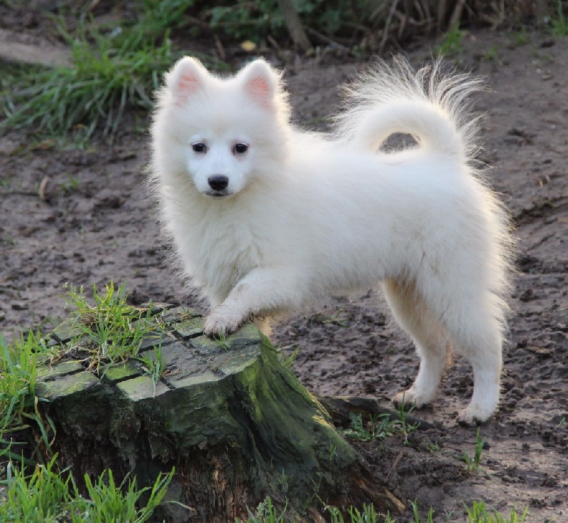 Publication : Arawak'Aussie