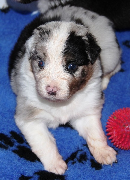 Arawak'Aussie Jive in the rock'n roll dite pouppie