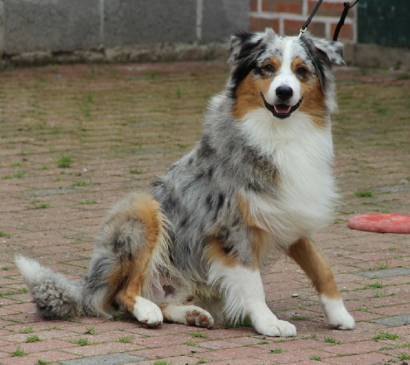 Arawak'Aussie Iago little devil