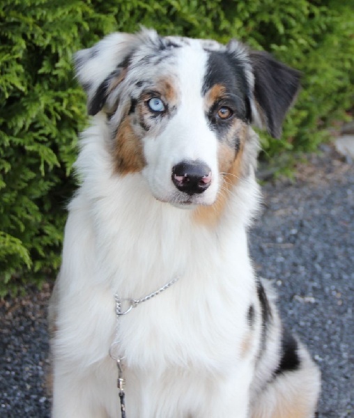 Arawak'Aussie Jive in the rock'n roll dite pouppie