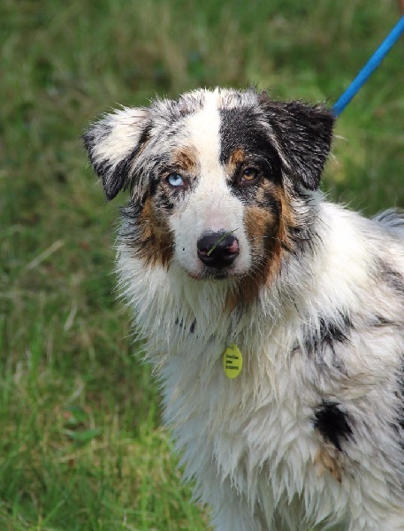 Arawak'Aussie Jive in the rock'n roll dite pouppie