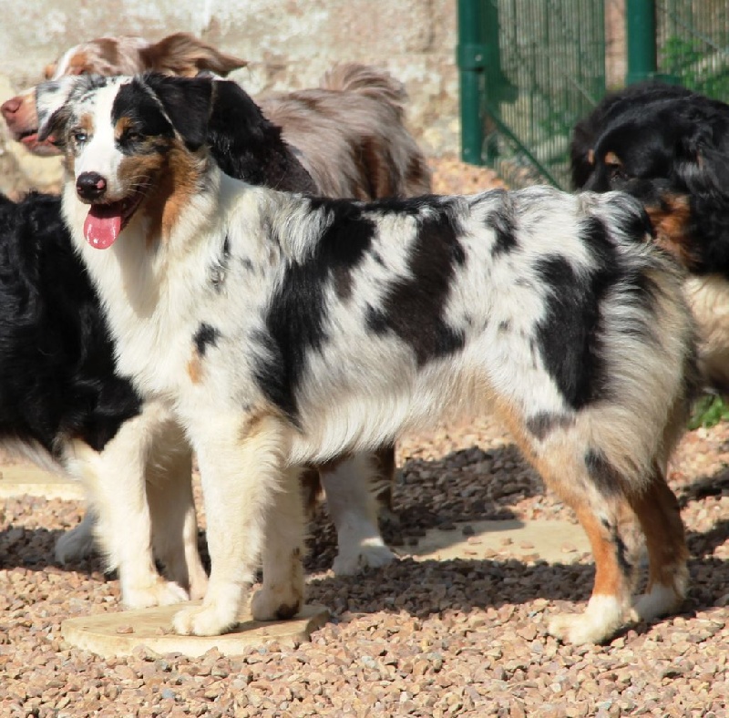Arawak'Aussie Jive in the rock'n roll dite pouppie