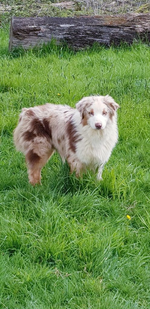 Publication : Arawak'Aussie