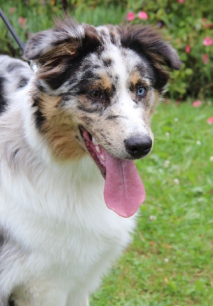 Arawak'Aussie Joey best friend