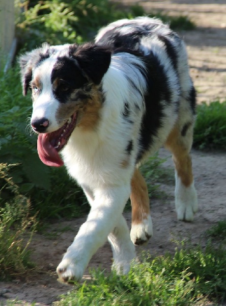 Arawak'Aussie Jive in the rock'n roll dite pouppie