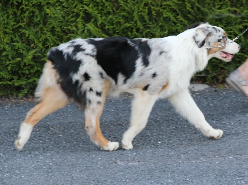 Arawak'Aussie Jive in the rock'n roll dite pouppie