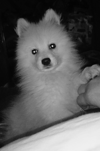 Publication : Arawak'Aussie