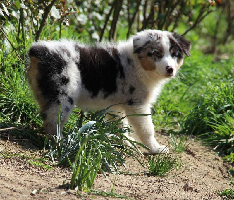 Arawak'Aussie Jive in the rock'n roll dite pouppie