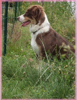 Arawak'Aussie Elite beauté australe