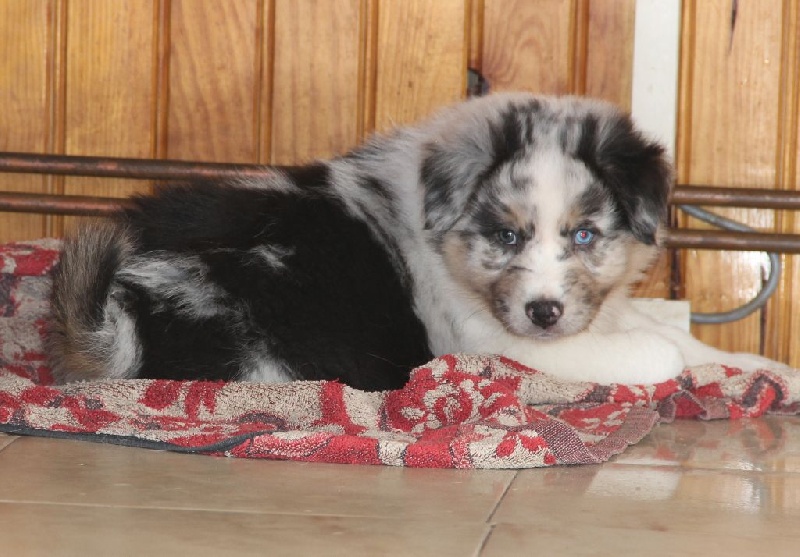Arawak'Aussie Joey best friend