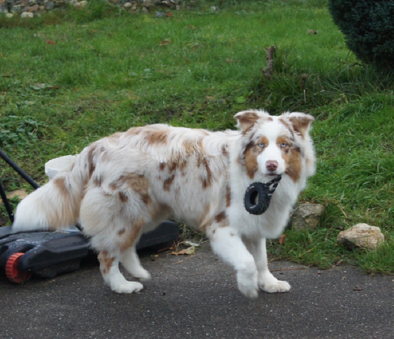 Arawak'Aussie Harry potter