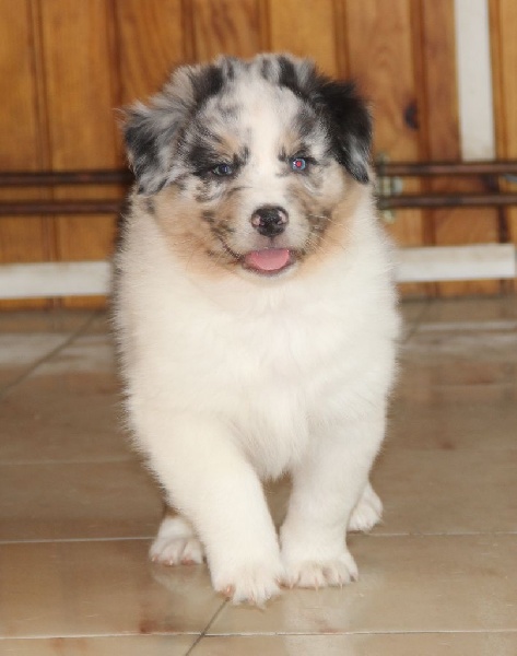 Arawak'Aussie Joey best friend