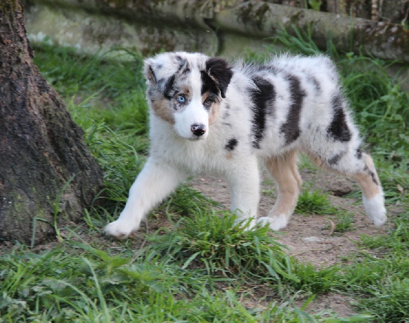 Arawak'Aussie Jive in the rock'n roll dite pouppie