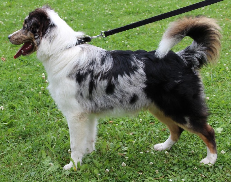 Arawak'Aussie Joey best friend