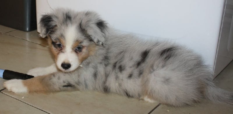Arawak'Aussie Iago little devil