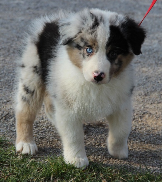 Arawak'Aussie Jive in the rock'n roll dite pouppie