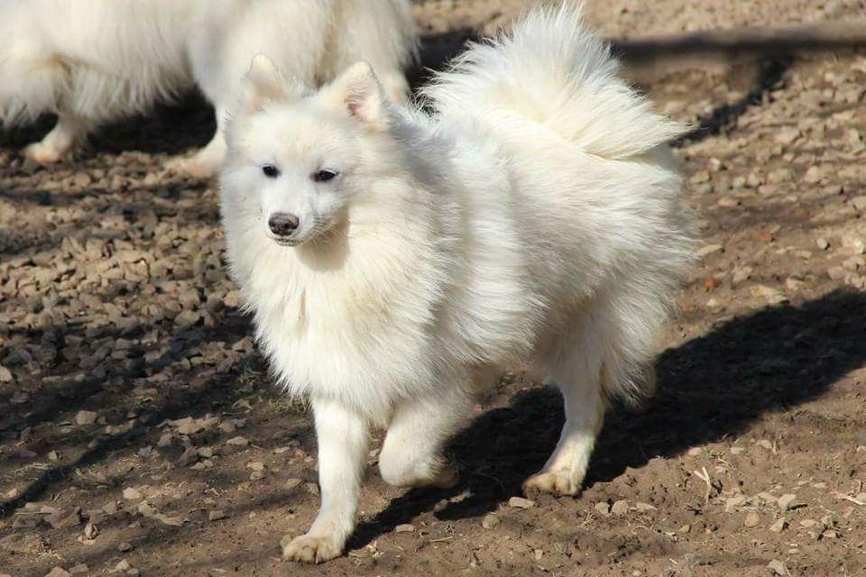 Publication : Arawak'Aussie