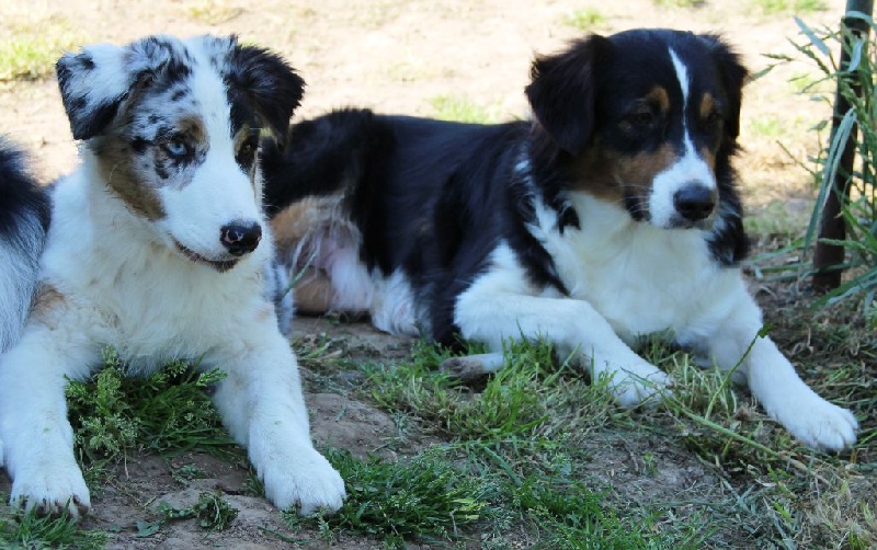Arawak'Aussie Jive in the rock'n roll dite pouppie